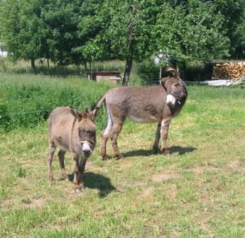 Quetche & Gipsy